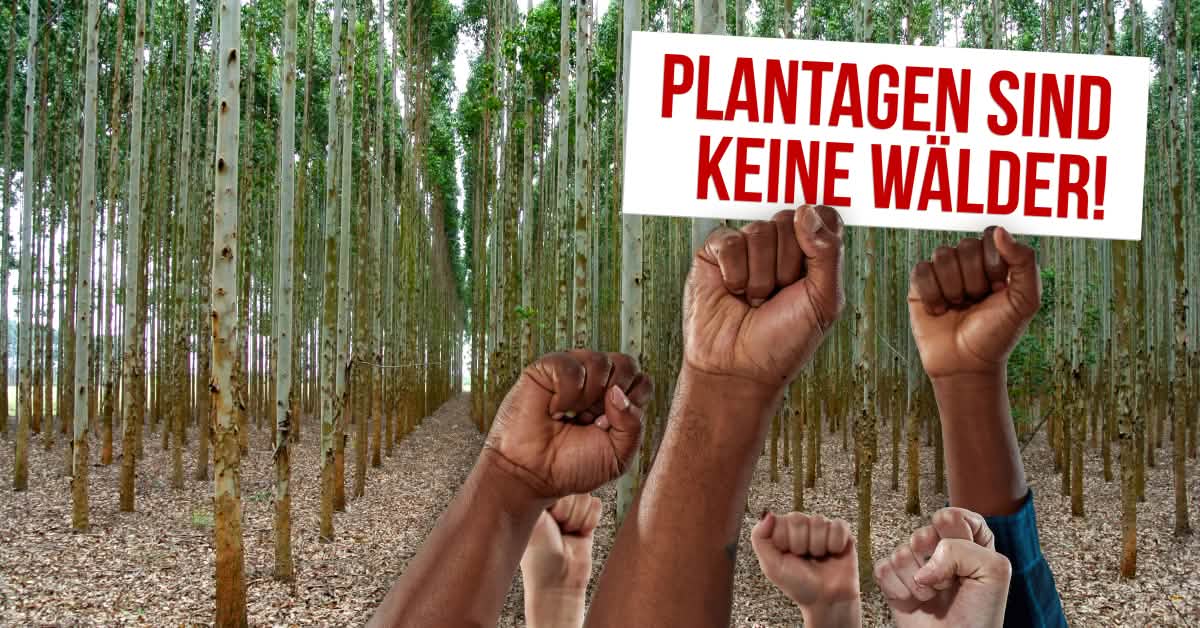 Baumplantagen - Grne Wsten auf Kosten von Mensch, Umwelt und Klima -  Rettet den Regenwald e.V. - Rettet den Regenwald e.V.