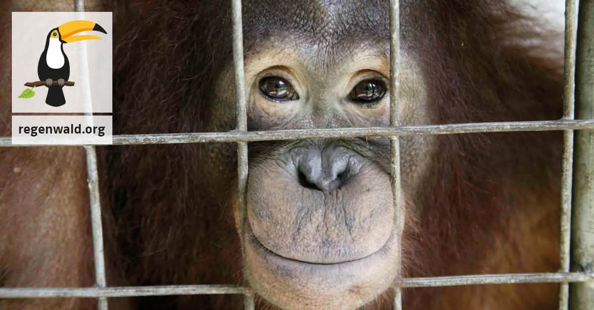 Spanien: Schafft endlich ein Gesetz zum Schutz der Menschenaffen! Spanien: Schafft endlich ein Gesetz zum Schutz der Menschenaffen!