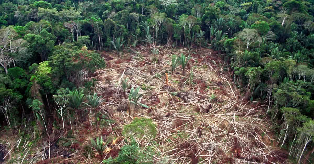 Mercosur Eu Freihandel Als Brandbeschleuniger Rettet Den Regenwald E V