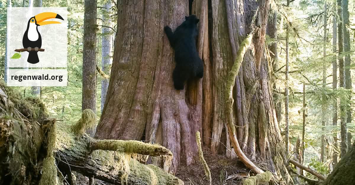 Vancouver Island Black Bear Vancouver Island Black Bear