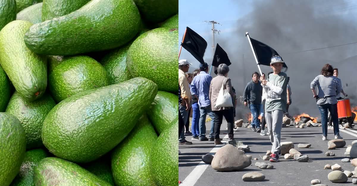 Wasserraub für Avocados in Chile stoppen