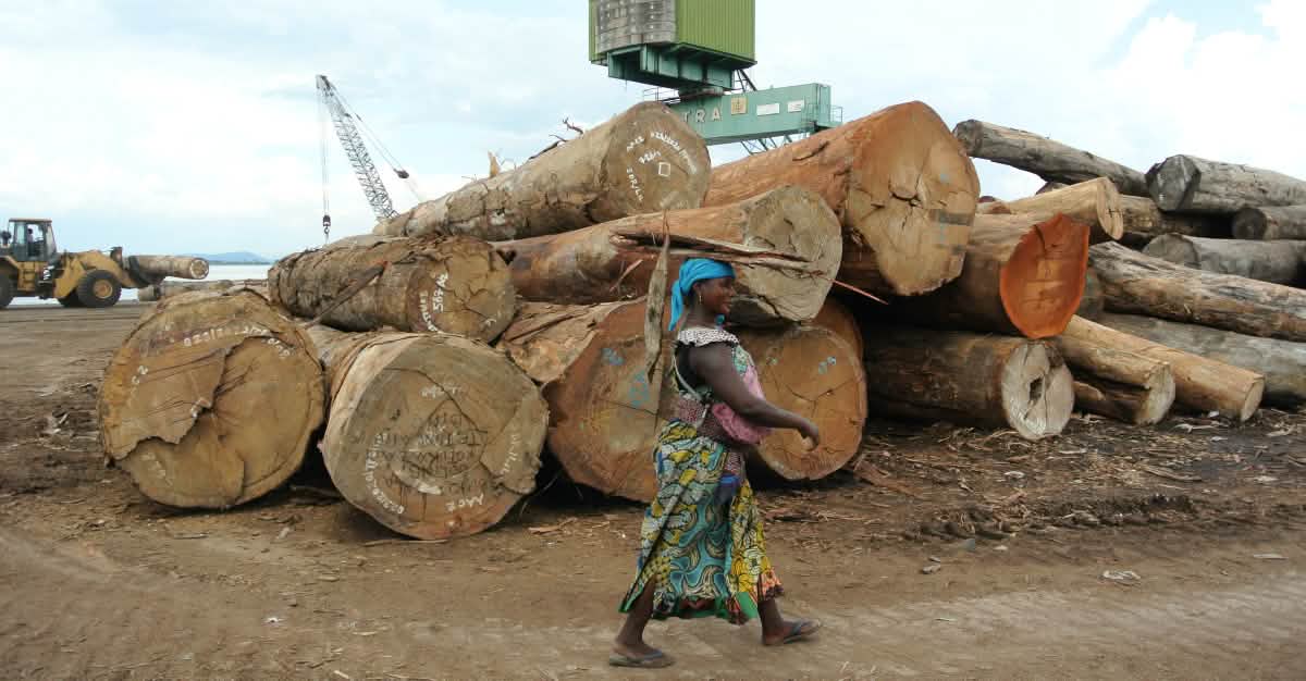 Kongos Wälder werden abgeholzt - Schützt die Naturschützer Kongos Wälder werden abgeholzt - Schützt die Naturschützer