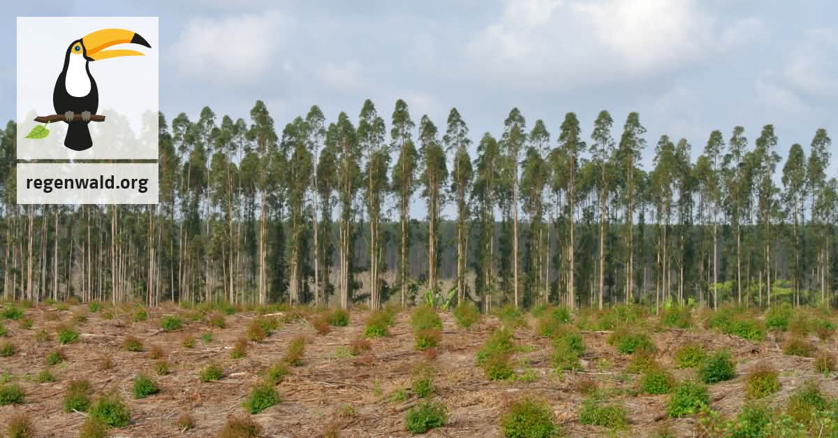 Stoppt Eukalyptus-Plantagen! Stoppt Eukalyptus-Plantagen!