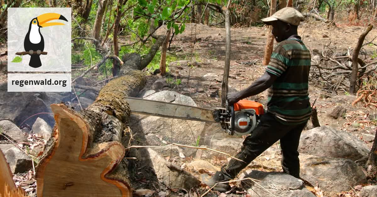 Die Bäume bluten! Legt den Holzfällern das Handwerk! Die Bäume bluten! Legt den Holzfällern das Handwerk!