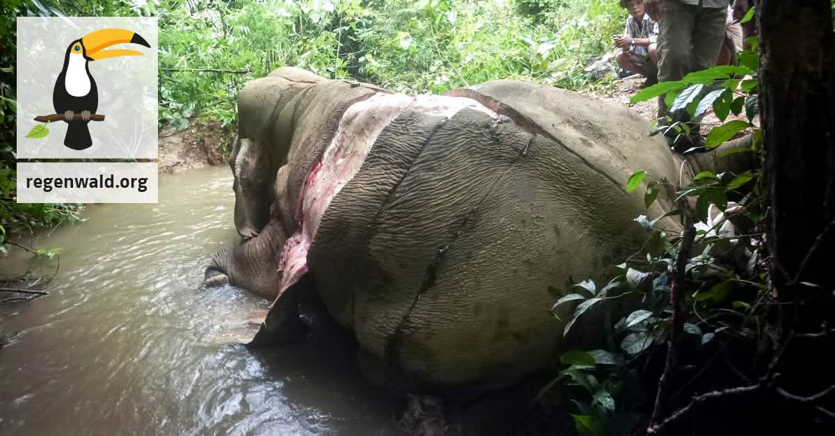 Sie Toten Fur Elefantenhaut Und Elfenbein Stoppt Die Wilderer Rettet Den Regenwald E V