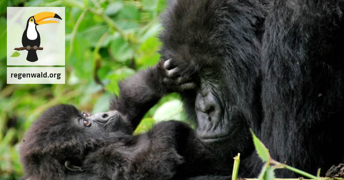 Keine Teeplantage beim Gorilla-Nationalpark Keine Teeplantage beim Gorilla-Nationalpark