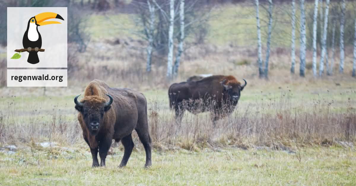 Bialowieza-Urwald erhalten, Holzfäller stoppen Bialowieza-Urwald erhalten, Holzfäller stoppen