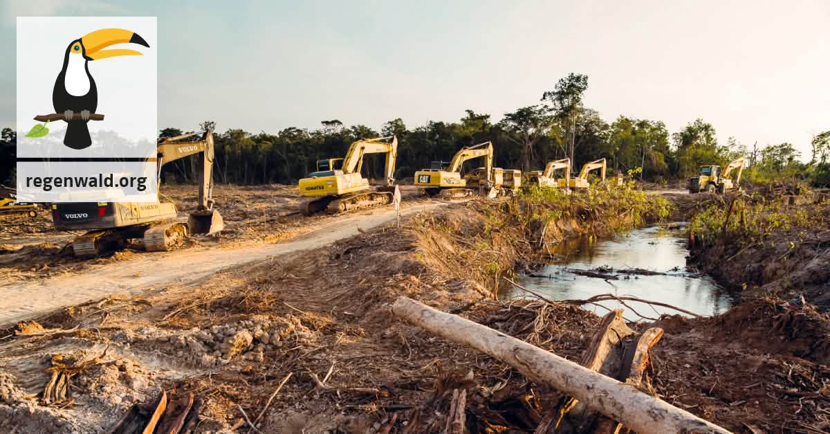 Stoppt die Holzfäller und Palmöl-Plantagen im Regenwald von Peru! Stoppt die Holzfäller und Palmöl-Plantagen im Regenwald von Peru!