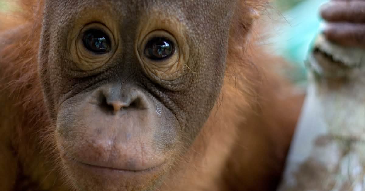 Torfmoore schützen! Für die Orang-Utans in Tripa! Torfmoore schützen! Für die Orang-Utans in Tripa!
