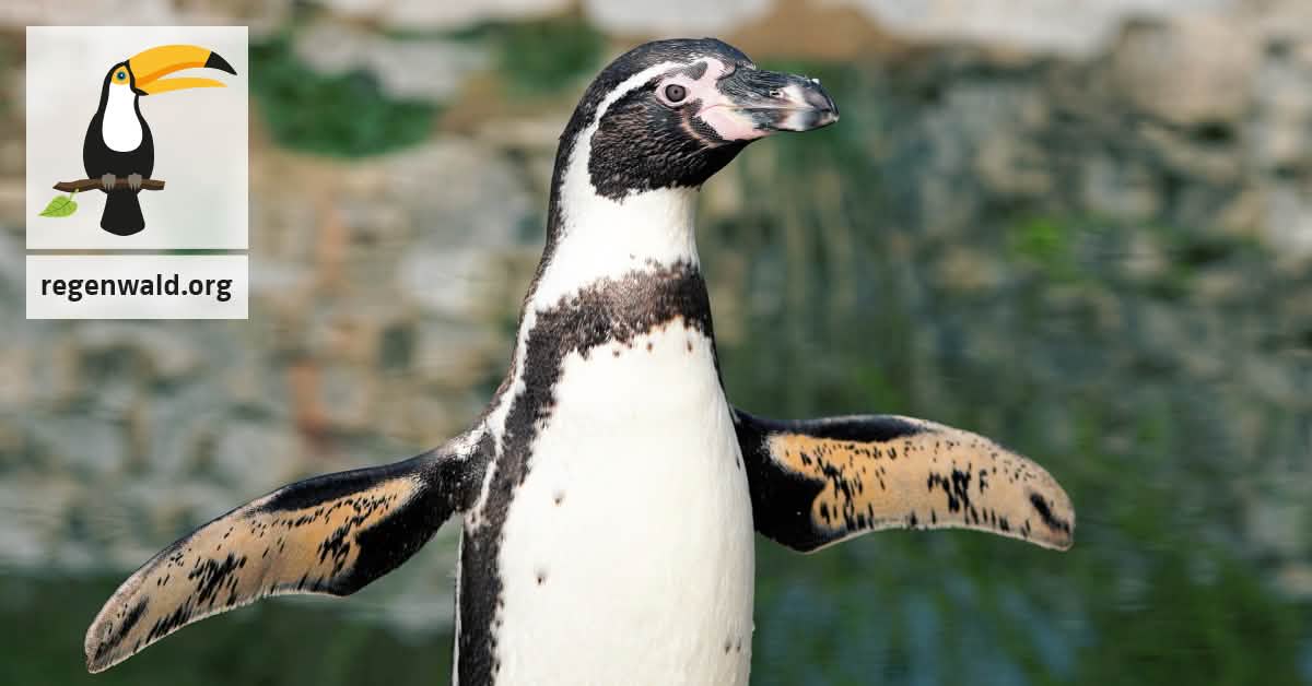 Dringend: Ein Schutzgebiet für Pinguine in Chile! Dringend: Ein Schutzgebiet für Pinguine in Chile!