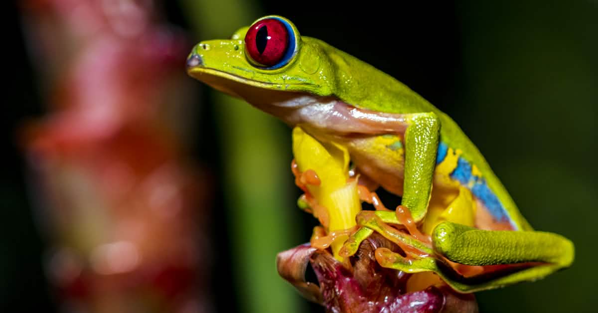 Panama: Aufstand gegen Bergbau im Regenwald Panama: Aufstand gegen Bergbau im Regenwald