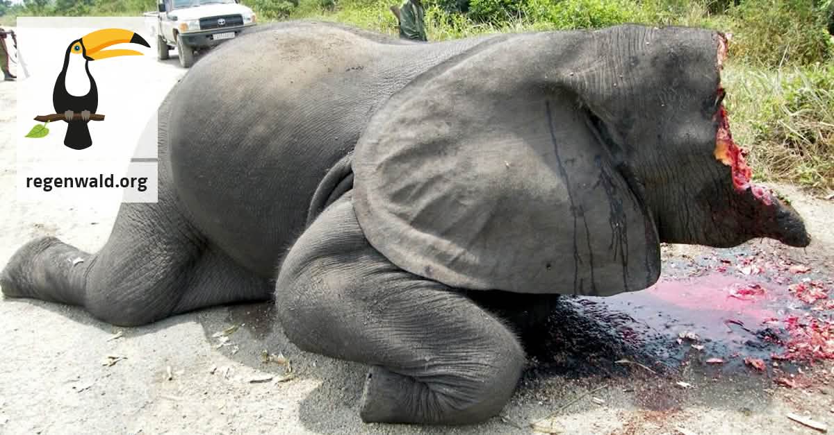 Elfenbein stoppen! Die EU ist der Täter! Elfenbein stoppen! Die EU ist der Täter!