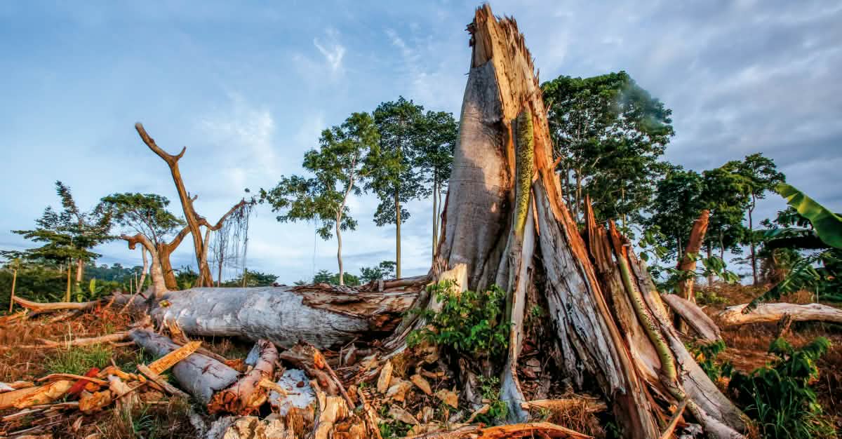 Regenwald Report 04 17 Die Dunkle Seite Der Schokolade Rettet Den Regenwald E V
