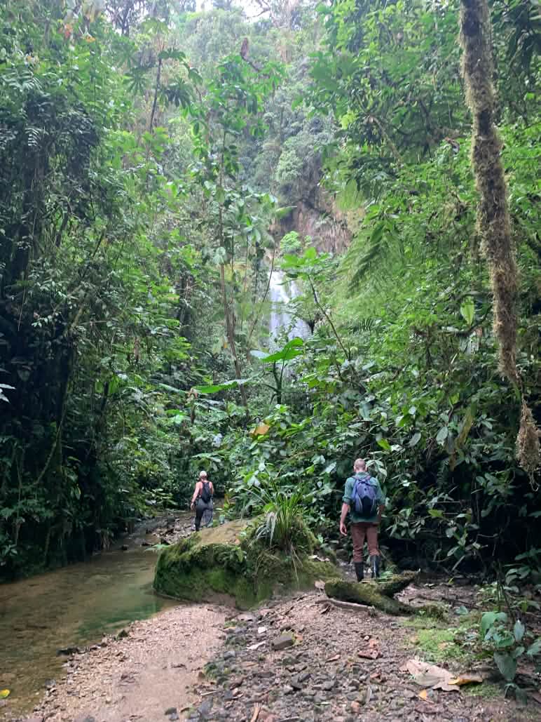 Wandern im Nebelwald