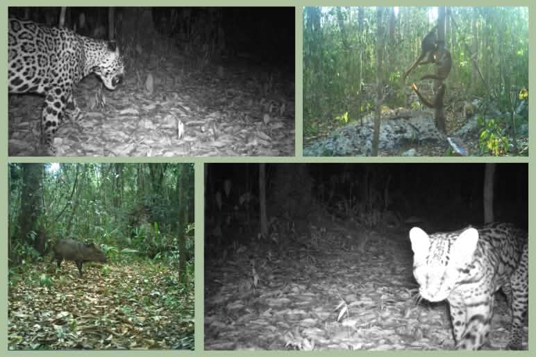 Tiere vor der Wildtierkamera