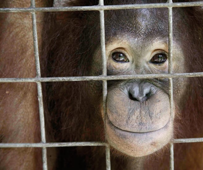 Orang-Utan guckt aus Käfig heraus