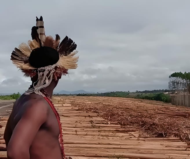 Indigener auf einer Eukalyptusplantage