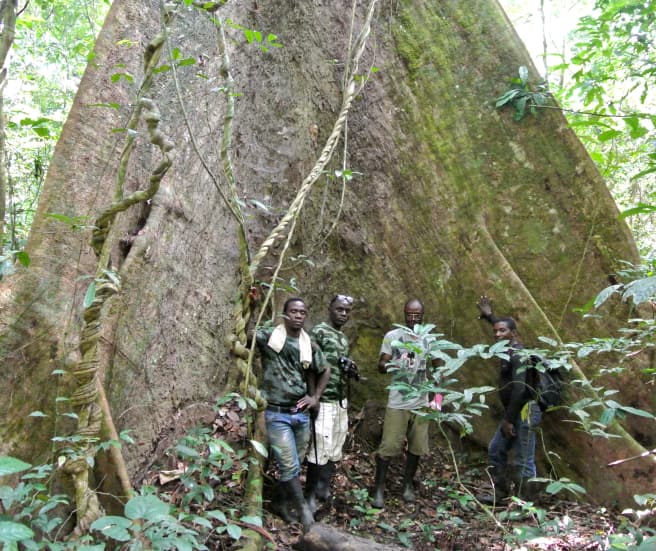 Mitarbeiter der Wild Chimpanzee Foundation (WCF) und Ecoguards stehen vor einem mächtigen Baum im Sapo-Nationalpark, Liberia
