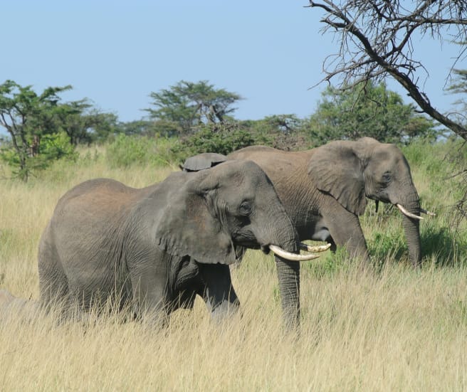 Elefantenherde in Serengeti