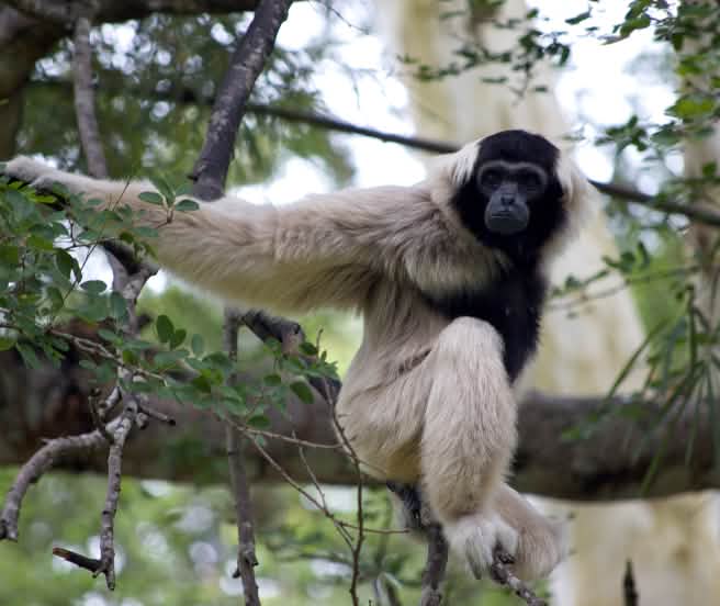 Gibbon sitzt auf einem dicke Ast und schaut in die Kamera