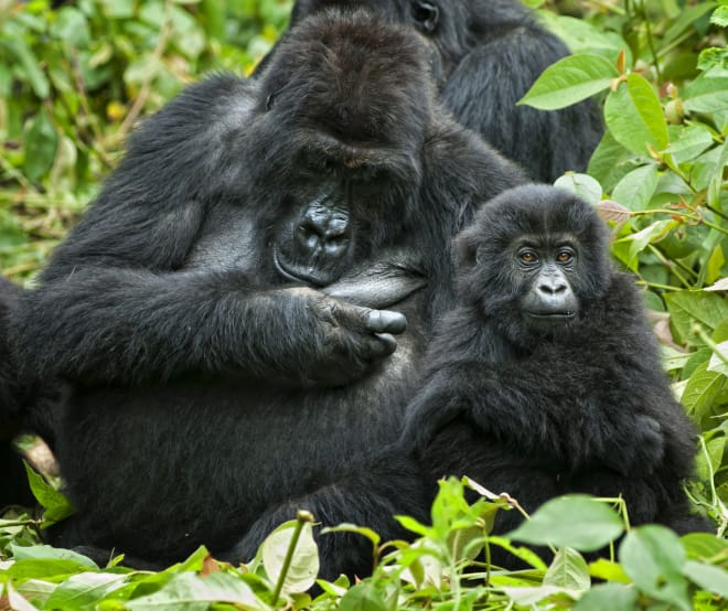 Gorilla mit Jungem