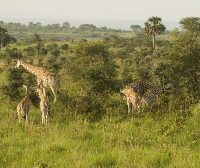 Giraffe in Murchison-Falls-Nationalpark, Uganda