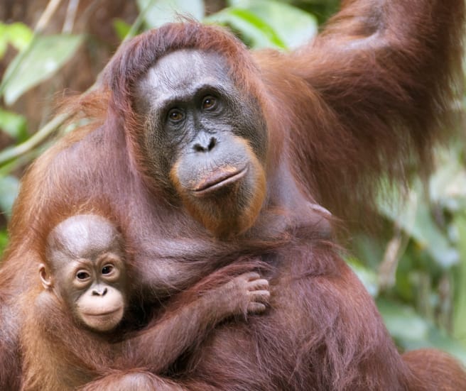 Orang-Utan mit Baby