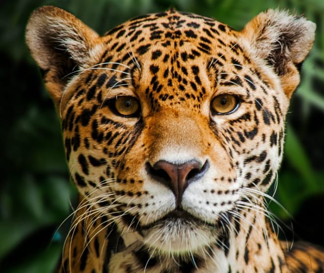 Jaguar in Indio Maiz Reserva Biologica