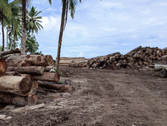 Holz unter Palmen