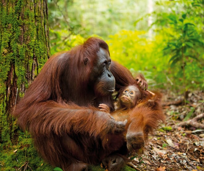 © istock.com Orang-Utan mit Baby