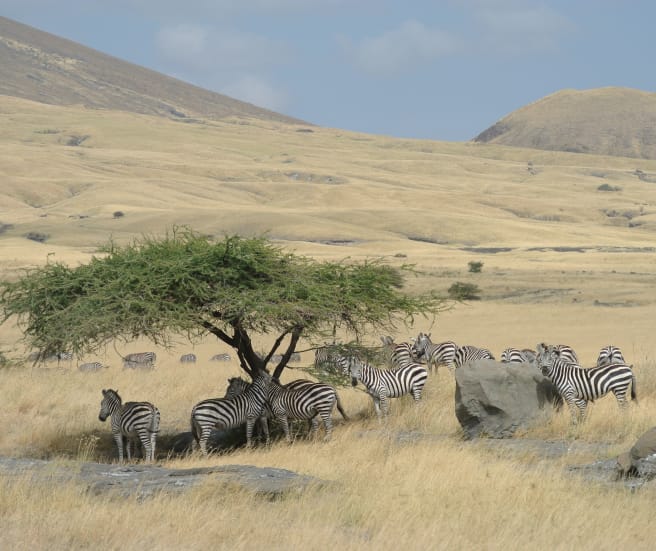 Zebraherde unter einem Baum, umgeben von gelbem Grasland
