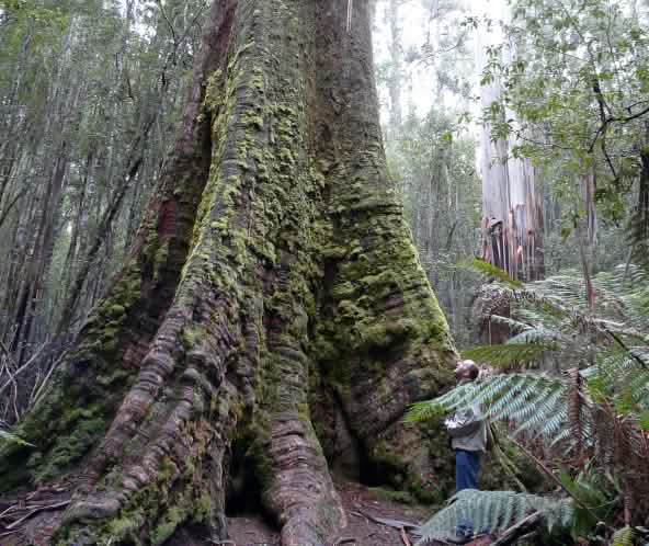Urwaldriese Tasmanien