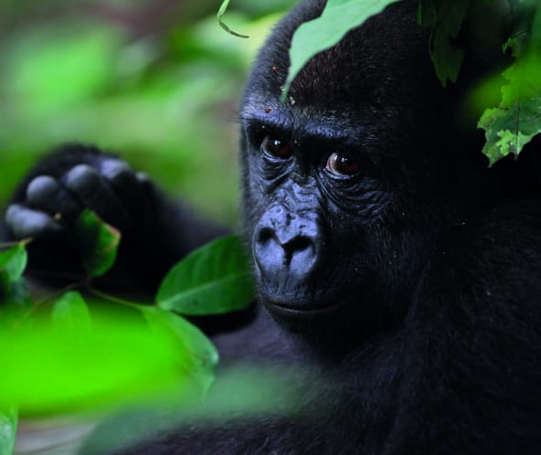 Gorilla im Ebo-Wald, Kamerun