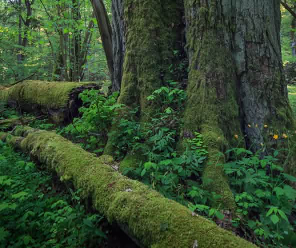 ein dicken Baum, umgefallene Bäume verrotten Bialowieza Wald in Polen