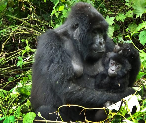Gorilla mit Jungen in Virunga