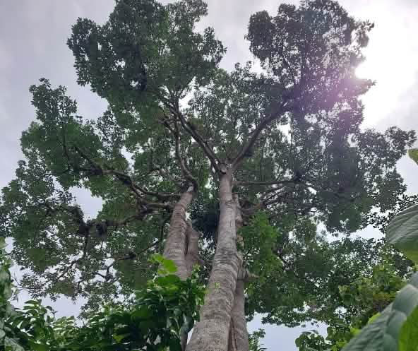 Baum im Regenwald