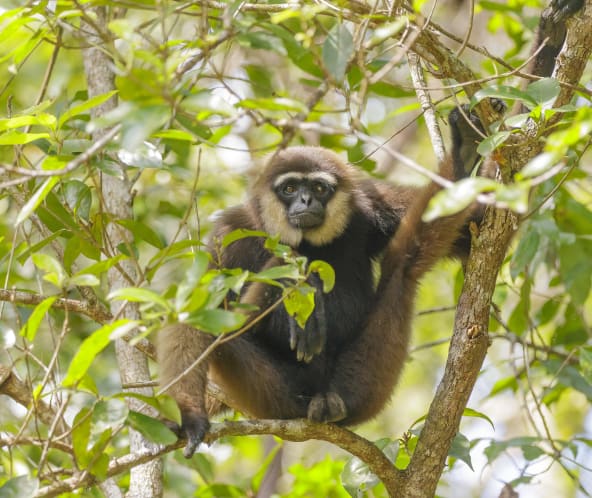 Schwarzhandgibbon, Primat