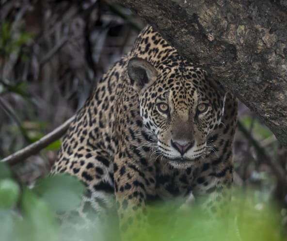 Jaguar