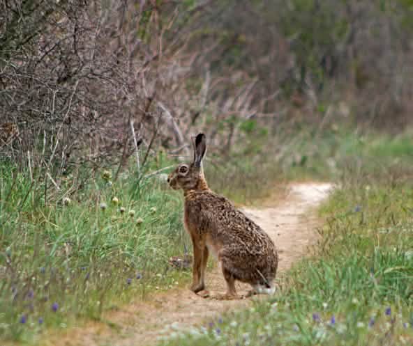 Feldhase sitzt auf Feldweg