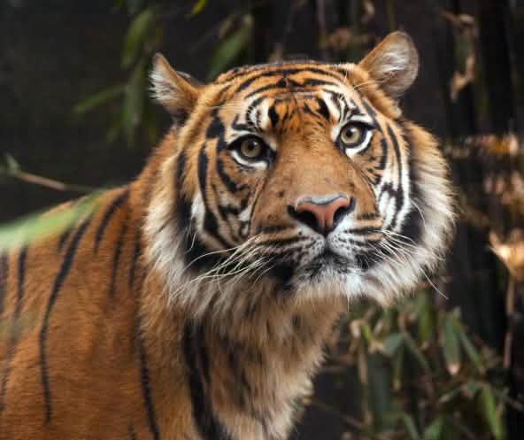 Sumatra Tiger