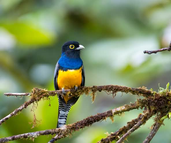Weißschwanz-Trogon