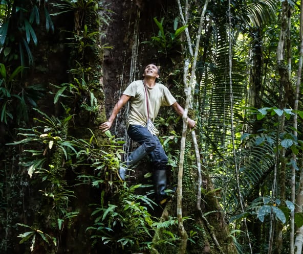 Francisco klettert auf einen Baum im Regenwald