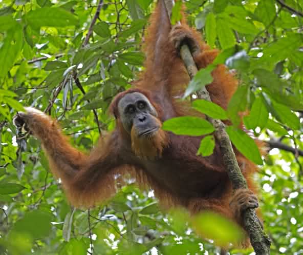 Sumatra Orang-Utan