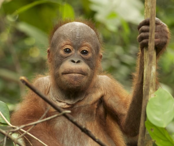 Orang Utan Baby