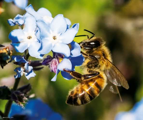 Biene auf Blüte