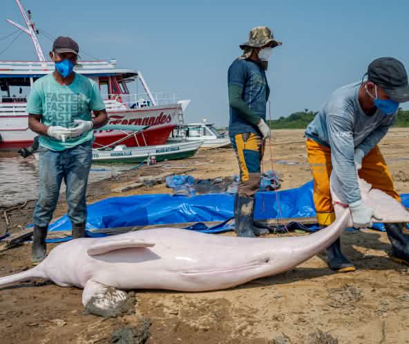 Toter Amazonasdelfin am Strand