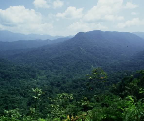 Der Chimalapas Wald in Mexiko