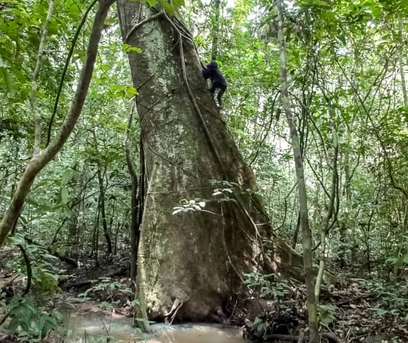 Schimpanse klettert auf einen Baum, Liberia