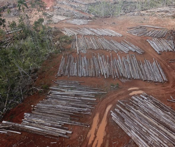Abholzung für Palmölplantage von PT Digoel Agri in Papua