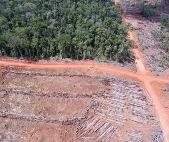 Luftbild: Rodung für Palmölplantage der Firma Korindo in Papua